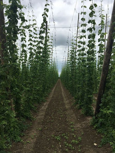 Hopveld