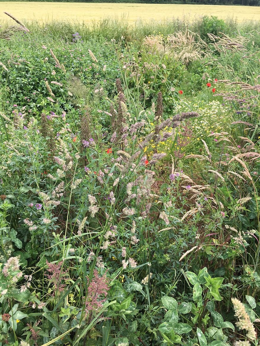 Paddenbroek Bloemenranden